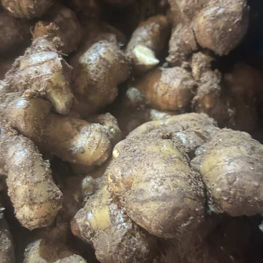 莒县山东一号姜种