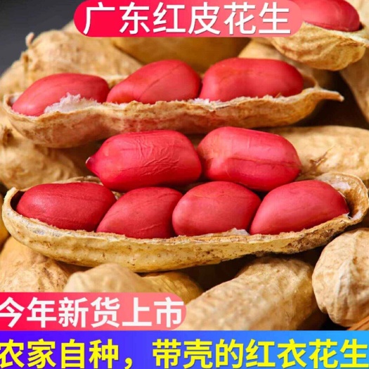 四粒牛奶红皮花生种子营养农田菜园基地甘甜似核桃花生种子