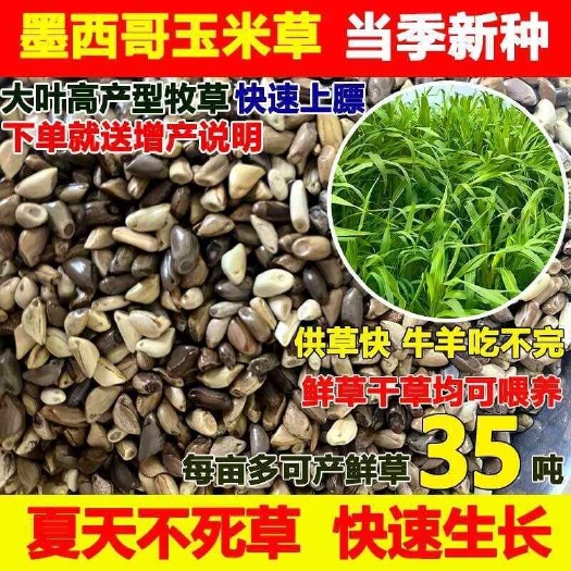 墨西哥玉米草种耐旱牧草种子优12养殖牛羊草籽多年生牧草四季常