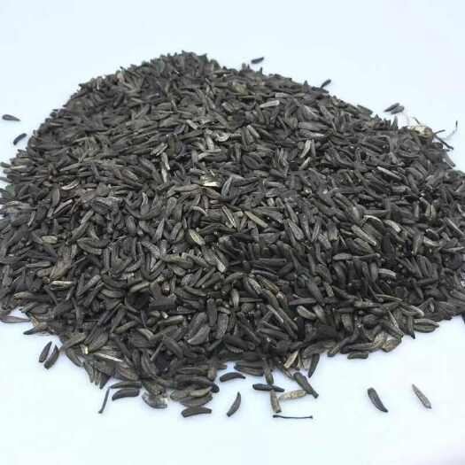 南京优质云木香种子  新种籽干净饱满成熟好 高出芽率当年新鲜的种