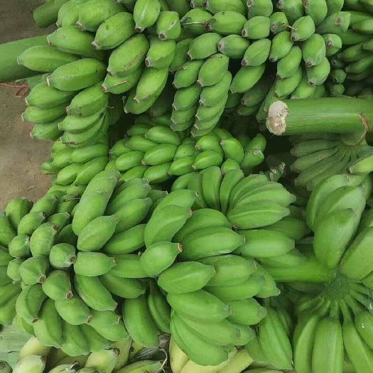 小米蕉 香蕉,西贡,苹果蕉,红美人蕉,可以一件代发