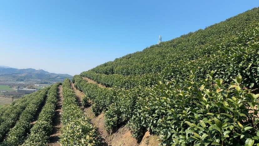 安吉县自产自销，自家山头安吉高山白茶
