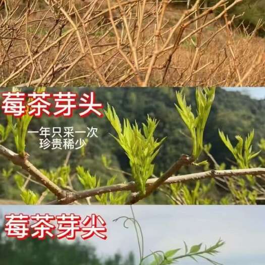 张家界湘西张家界土家莓茶自产