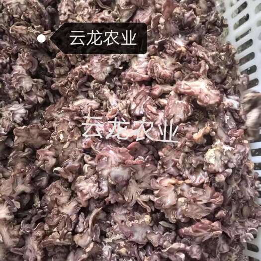 曹县玛咖菌片，干货玛咖菌片，葱烧海参的平替版本