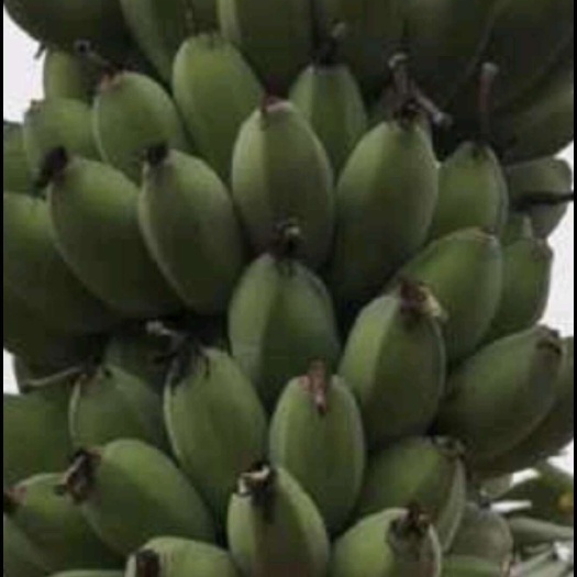 南宁苹果蕉，香蕉，小米蕉，可以一件代发