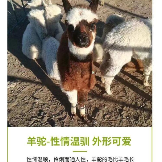 羊驼出售 颜色齐全