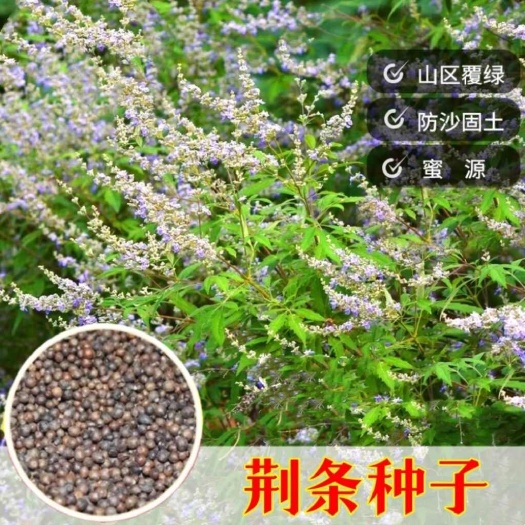 柠条种子林灌木多年生柠条耐旱耐寒耐高温薪炭材花朵好看用处广泛