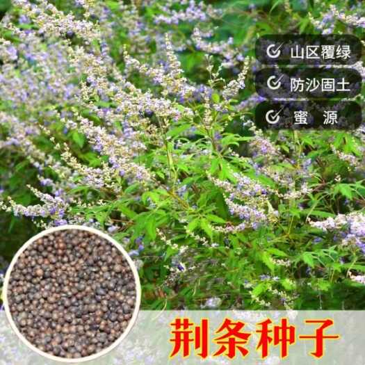 南京柠条种子林灌木多年生柠条耐旱耐寒耐高温薪炭材花朵好看用处广泛