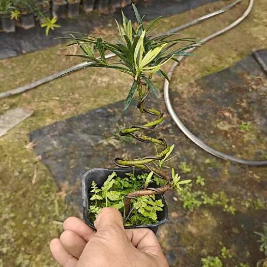 漳州造型罗汉松，