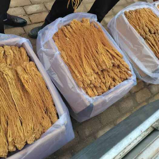 甘肃定西岷县道地水洗黄当归批发