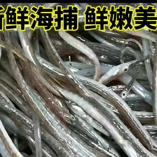 日照鲜海龙.海龙鱼，纯酒店食材，油炸香酥味道鲜美