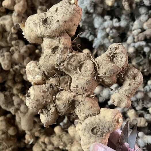 凤凰县黄精 倒苗姜型多花黄精  鸡头黄精 一手货源供应 产地直发