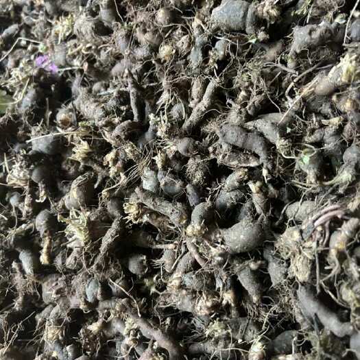 天葵子 天葵子 鲜货 干货产品一手货源供应 量大从优