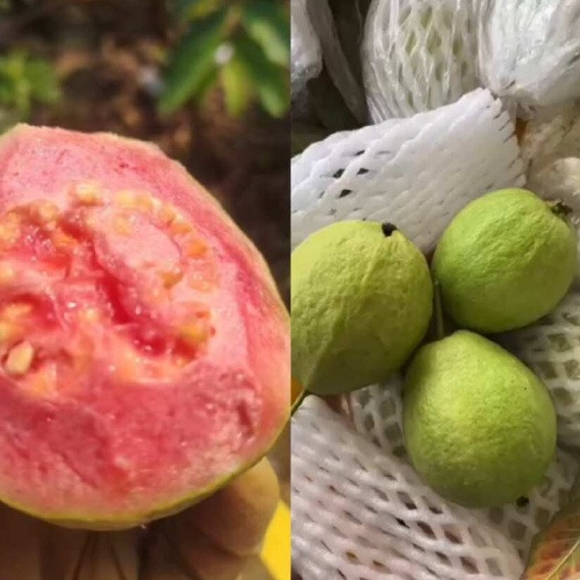 廉江西瓜红番石榴，整车代办，团购，电商果