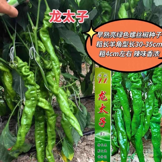 沭阳县龙太子螺丝椒种子羊角型种籽早熟粗长羊角型高产抗病顺直螺丝椒种