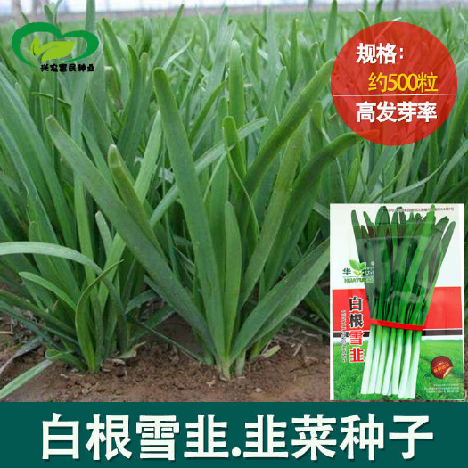 河间市791白根韭菜种子农田菜园抗寒抗热叶片宽大肥厚辛辣味浓韭菜