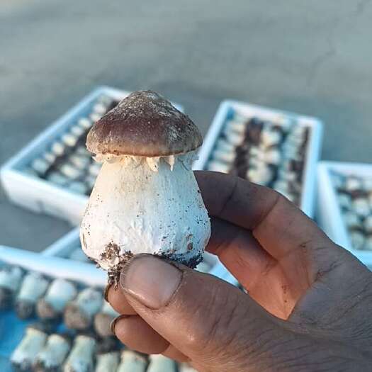 滦平县赤松茸。