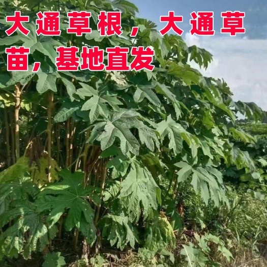 峨边县大通草苗高杆大通草花苗基地直发