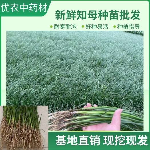 安国市半年生毛之母小苗 每斤130颗左右，正在热销，欢迎采购