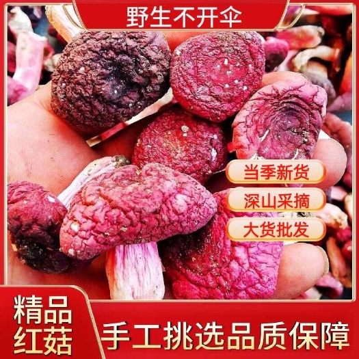 隨縣【新貨優(yōu)選】野生紅菇原產(chǎn)地紅蘑菇紅椎菌紅菇干貨包郵野生紅菇