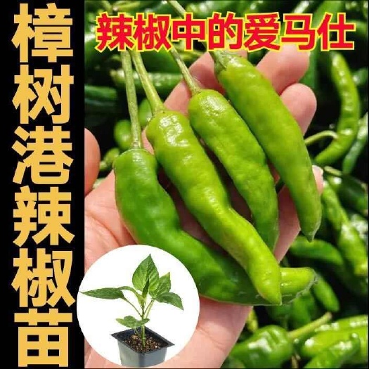 沭阳县正宗正品樟树港辣椒苗 带土发货 香辣可口 皮薄肉厚 椒香醇厚