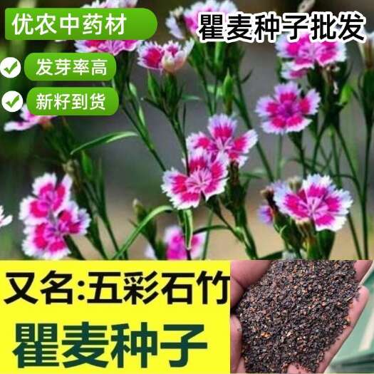 安国市瞿麦种子、五彩石竹种子 巨麦籽 纯新种子包发芽