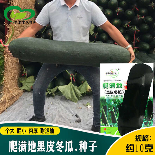 广东大黑皮冬瓜种子农田菜园基地大冬瓜60斤大瓜蔬菜种子
