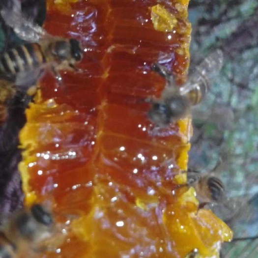 云南百花蜜
