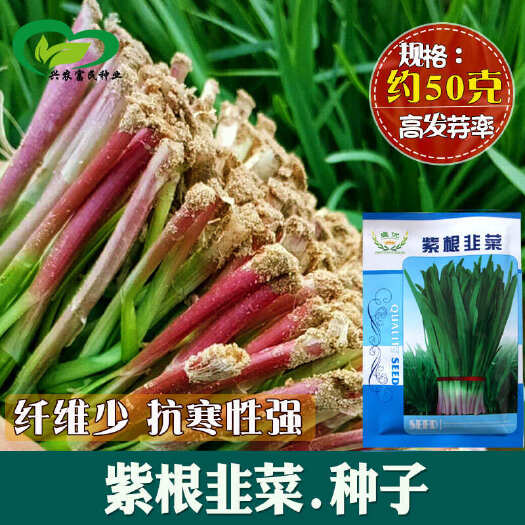 韭菜种子红根紫根韮菜独根红四季蔬菜种籽易种农田田园家庭菜籽