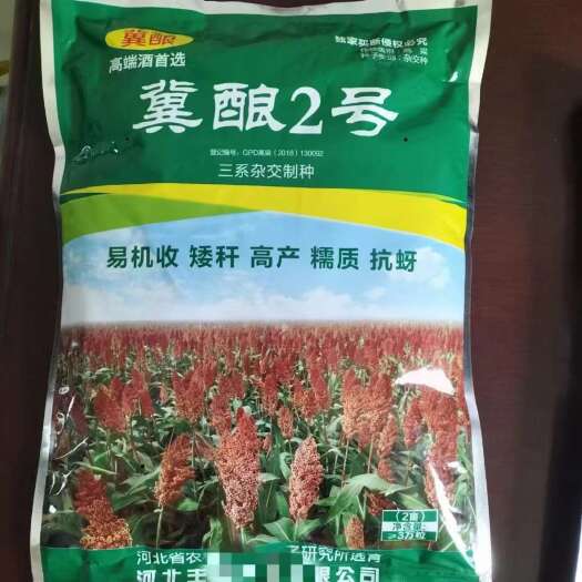 冀酿2号杂交高粱糯高粱高粱种子抗病抗虫抗倒，出酒率高口感好