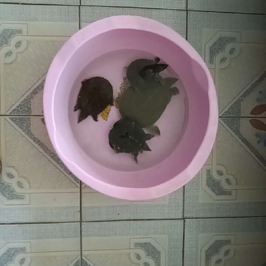 四小甲鱼一大