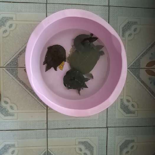 济南四小甲鱼一大