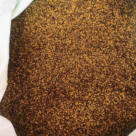 毛叶山桐子种籽,采自生态区,质量优,出芽率高,育苗推荐。