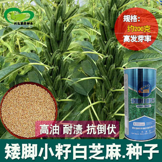 白芝麻种子高油农田菜园中早熟杆粗蒴果四棱肥大籽粒饱满白芝麻籽