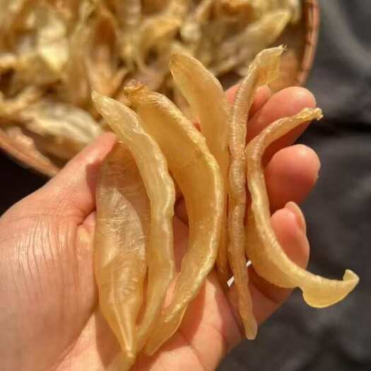 汕头红瓜胶100头厚肉鱼胶胶厚