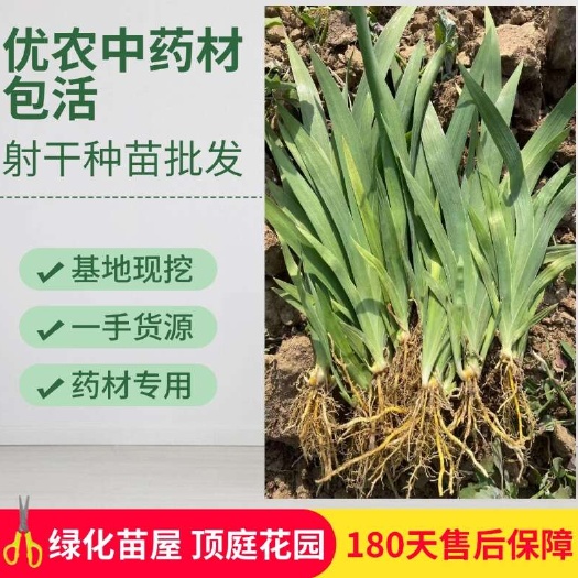 安国市射干秧苗。射干苗。大货 产地直销 批发零售