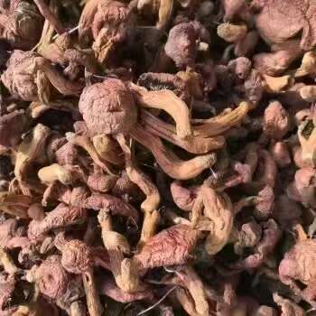 富?？h東北野生紅蘑，自己采的，自然曬干，嘎嘎干凈，品質(zhì)保證
