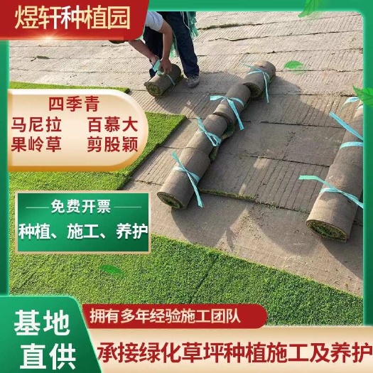 句容市马尼拉草皮，四季青，百慕大，结缕草