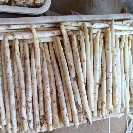 单县白芦笋新鲜农家现挖白芦笋头茬鲜白笋农家自种现采现发鲜嫩脆