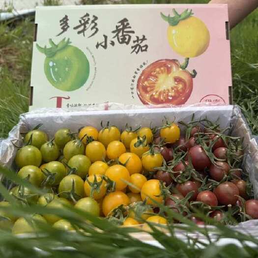 平度市山东青岛直供新鲜绿番茄生态种植现摘现发