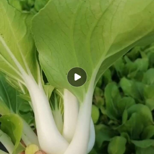 遂溪县小白菜