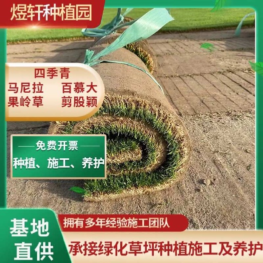 句容市马尼拉草皮，百慕大，四季青草坪