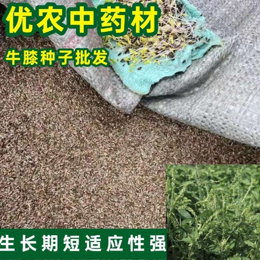 安国市牛膝种子、怀牛膝纯新牛膝子、保证发芽率