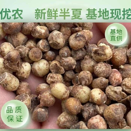 半夏秧苗。各种规格