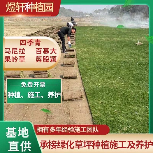 句容市带泥土真草草坪草皮马尼拉四季青剪股颖别墅庭院园林绿化护坡草坪