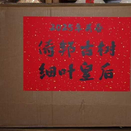 2025头春古树 倚邦细叶皇后生散