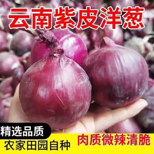 建水县云南当季新鲜紫皮洋葱