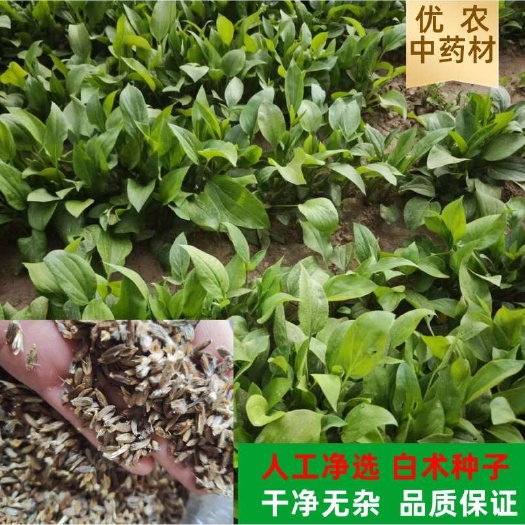 安国市改良白术秧苗 种子 纯新