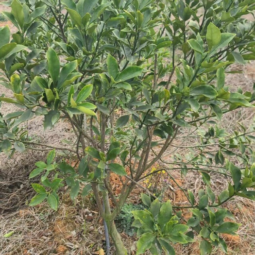 融安县广西柳州融安脆蜜金柑苗-4年大树苗，当年可以挂果