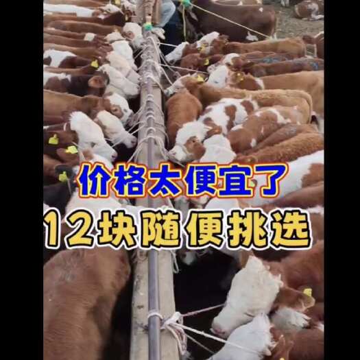 给河北客户收的137头小公牛，全是三、四、五千多的